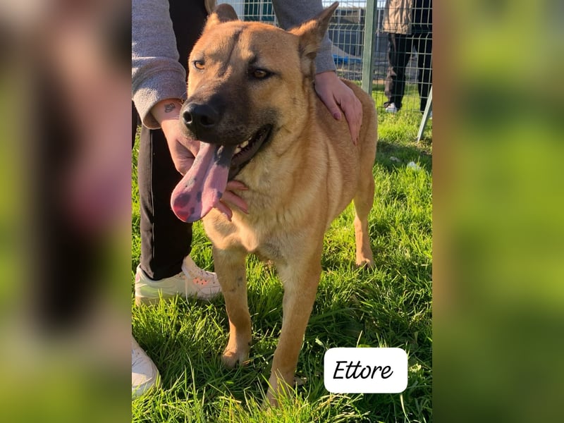  ETTORE – Der sanfte Entdecker auf vier Pfoten