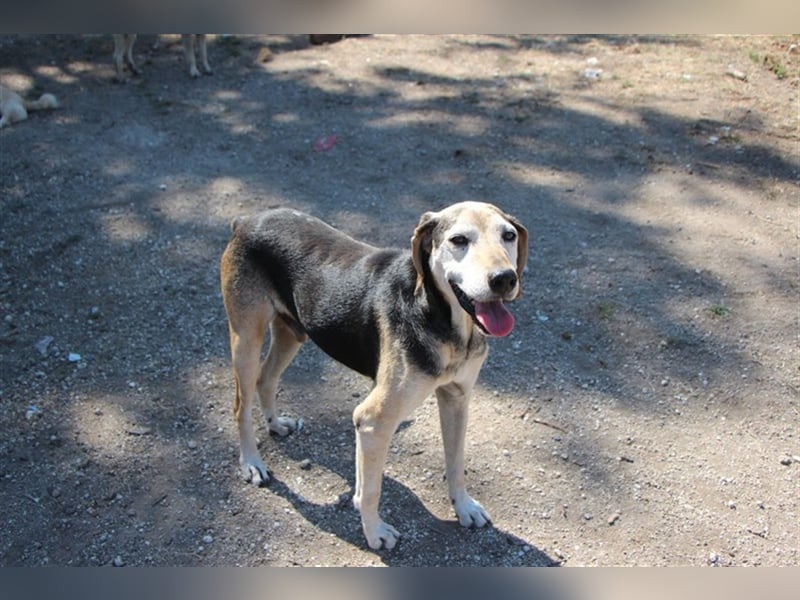 Florian, ein großer, alter Herr Florian, ein großer, alter Herr