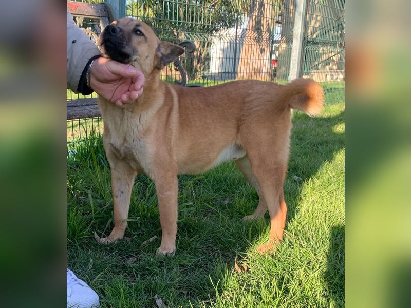  ETTORE – Der sanfte Entdecker auf vier Pfoten