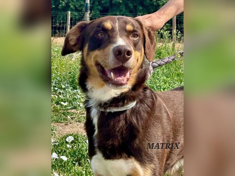 Matrix, der Gentleman