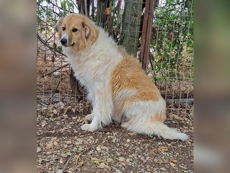 Noah, ein wunderschöner Schatz