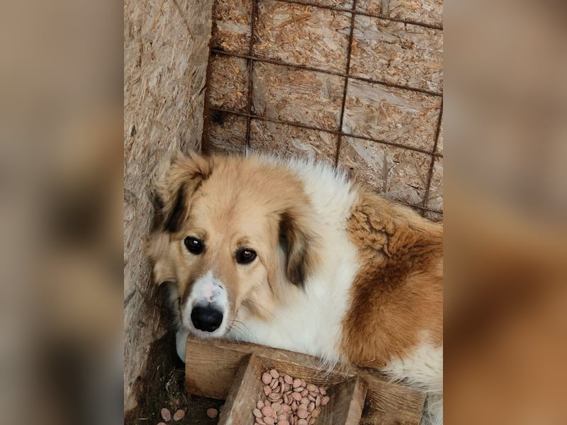 Noah, ein wunderschöner Schatz