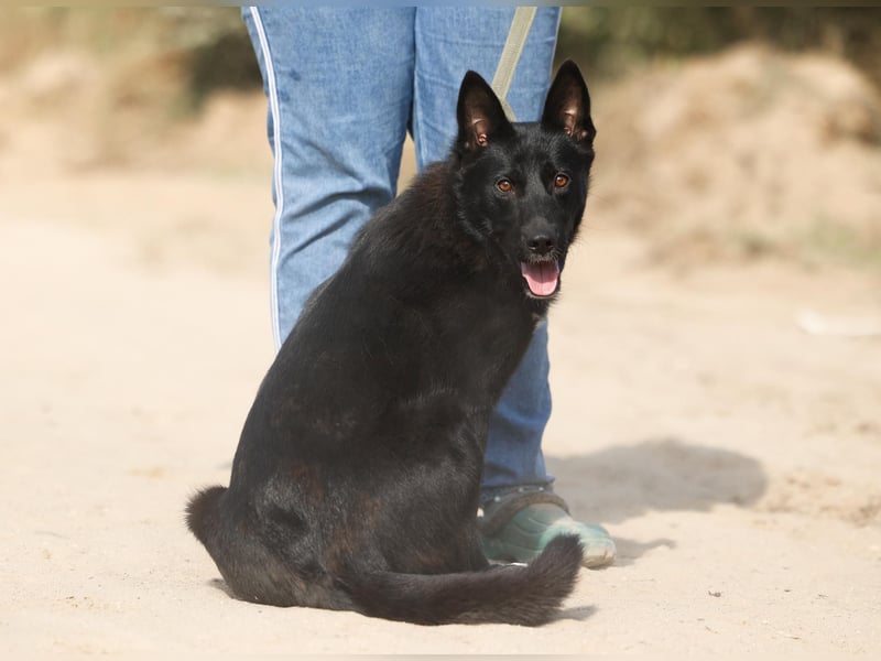 Nika *geb. 02/2024 – Ein Herz auf vier Pfoten sucht ihr Zuhause