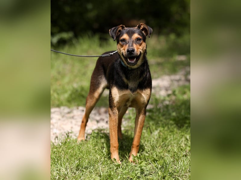 BOSCO *geb. 09/2024 - kleine Seele ist bereit für ihr eigenes Körbchen