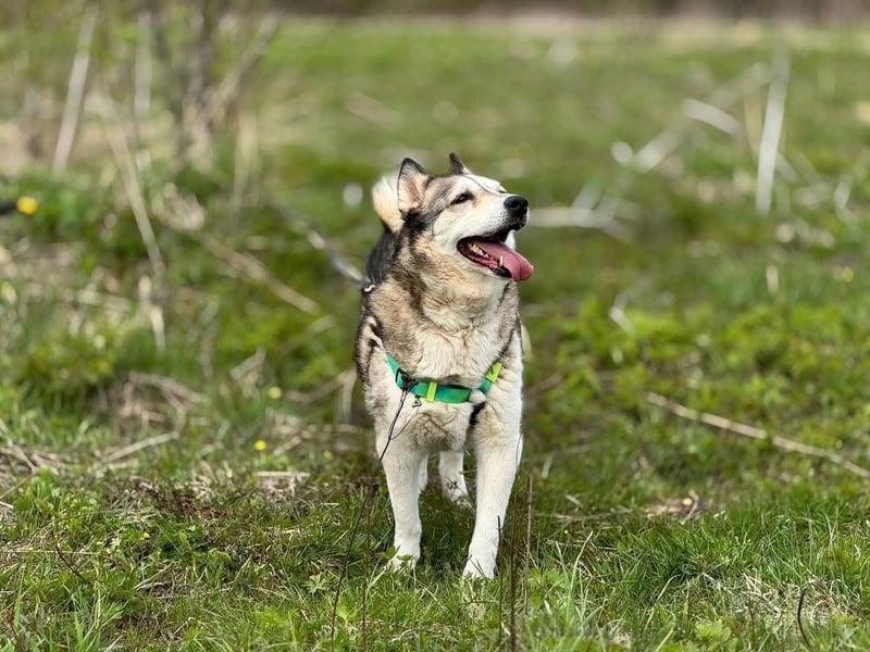 Savanna, geb. 06/2021 -Von der Straße ins Glück - wer schenkt ihr ein Zuhause?