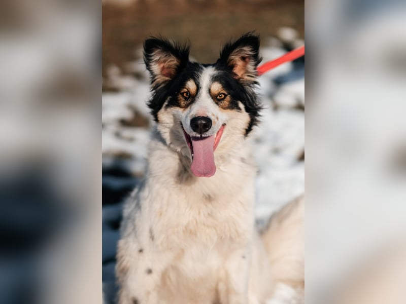 MARTIN *geb. 03/2023 - Möchte sein Herz verschenken - an dich?