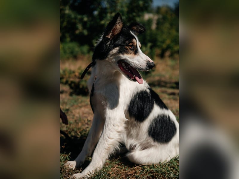 MARTIN *geb. 03/2023 - Möchte sein Herz verschenken - an dich?