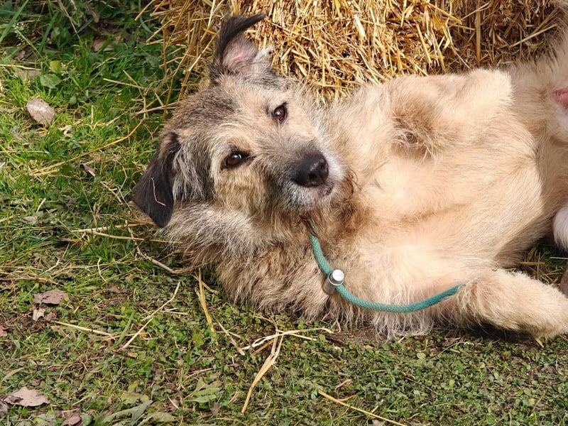 RONI *geb. 01/2023 - aktiver Gefährte mit Herz und Mut sucht sein Zuhause