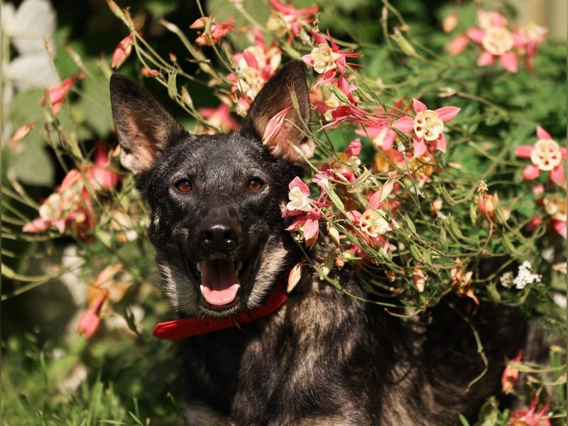 VARJA *geb. 03/2024 - eine liebevolle Hündin auf der Suche nach Geborgenheit