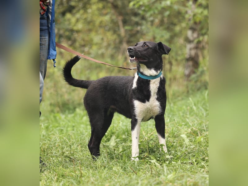 Gala, geb. 08/2023 – die perfekte Familienhündin!