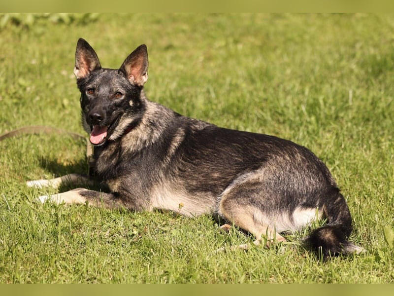 VARJA *geb. 03/2024 - eine liebevolle Hündin auf der Suche nach Geborgenheit