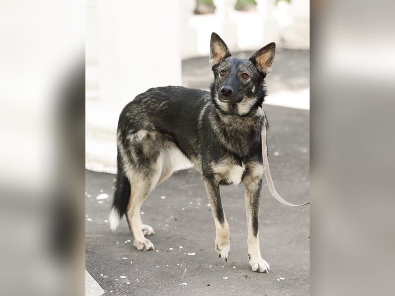 VARJA *geb. 03/2024 - eine liebevolle Hündin auf der Suche nach Geborgenheit