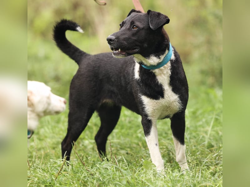 Gala, geb. 08/2023 – die perfekte Familienhündin!