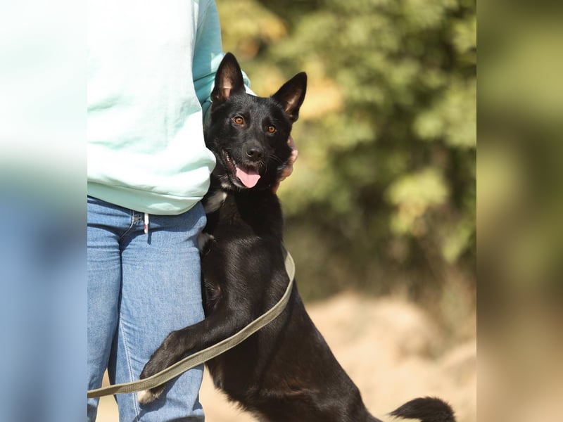 Nika *geb. 02/2024 – Ein Herz auf vier Pfoten sucht ihr Zuhause