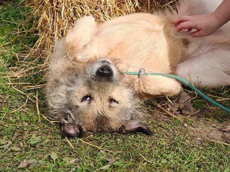RONI *geb. 01/2023 - aktiver Gefährte mit Herz und Mut sucht sein Zuhause