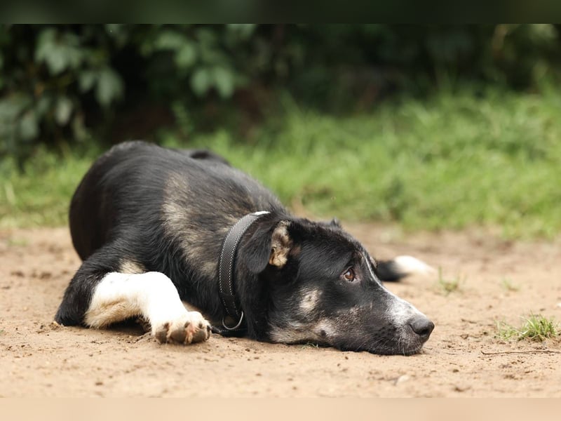 Gala, geb. 08/2023 – die perfekte Familienhündin!