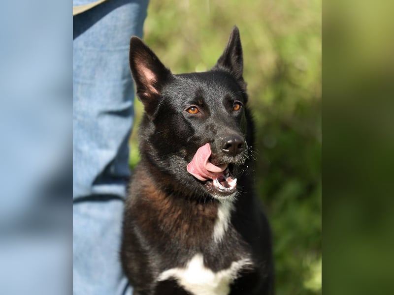 Nika *geb. 02/2024 – Ein Herz auf vier Pfoten sucht ihr Zuhause