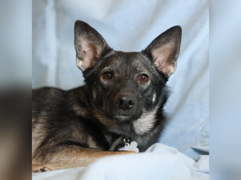 VARJA *geb. 03/2024 - eine liebevolle Hündin auf der Suche nach Geborgenheit