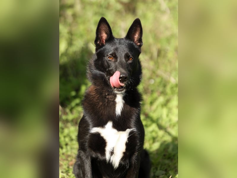 Nika *geb. 02/2024 – Ein Herz auf vier Pfoten sucht ihr Zuhause