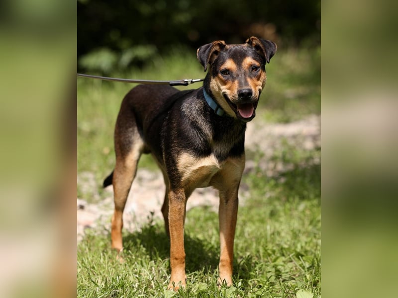 BOSCO *geb. 09/2024 - kleine Seele ist bereit für ihr eigenes Körbchen