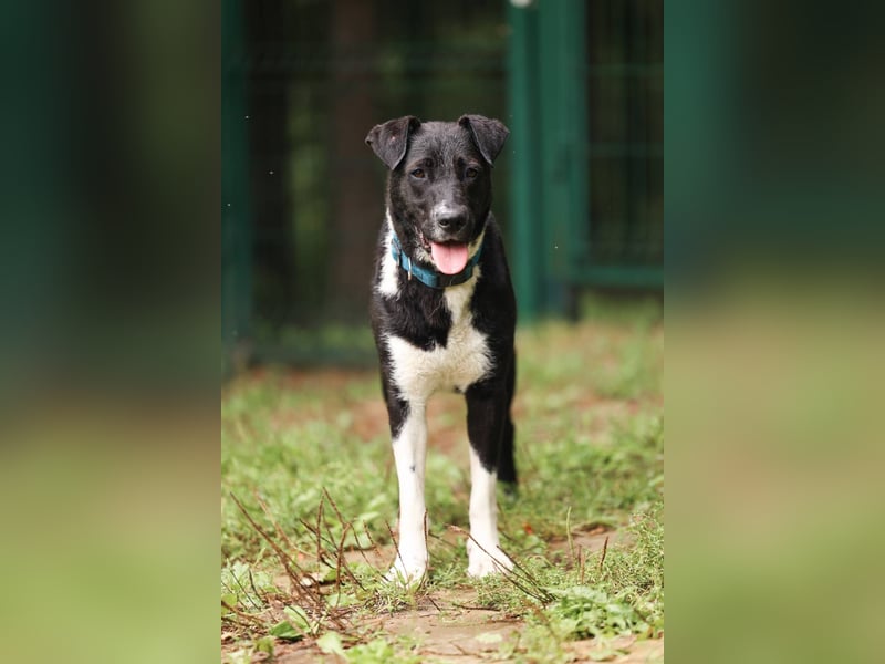 Gala, geb. 08/2023 – die perfekte Familienhündin!