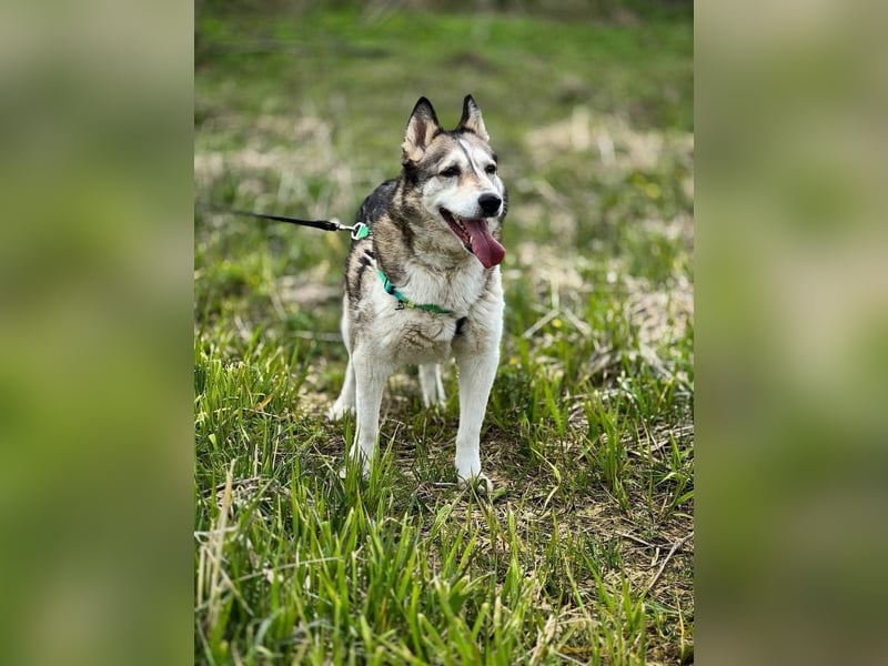 Savanna, geb. 06/2021 -Von der Straße ins Glück - wer schenkt ihr ein Zuhause?