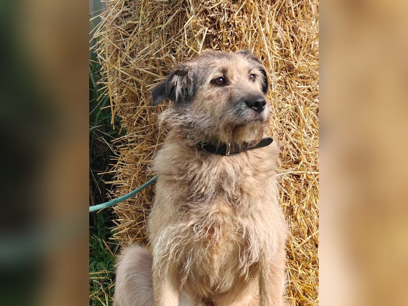 RONI *geb. 01/2023 - aktiver Gefährte mit Herz und Mut sucht sein Zuhause