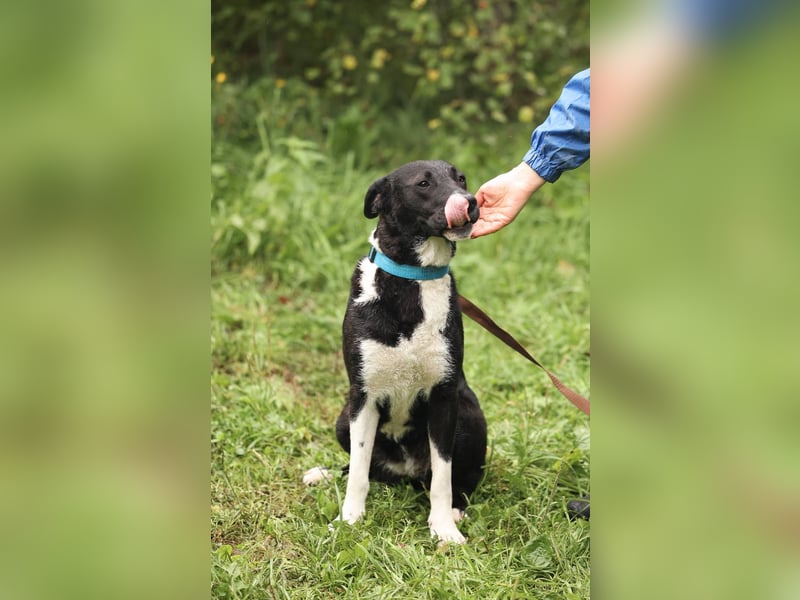 Gala, geb. 08/2023 – die perfekte Familienhündin!