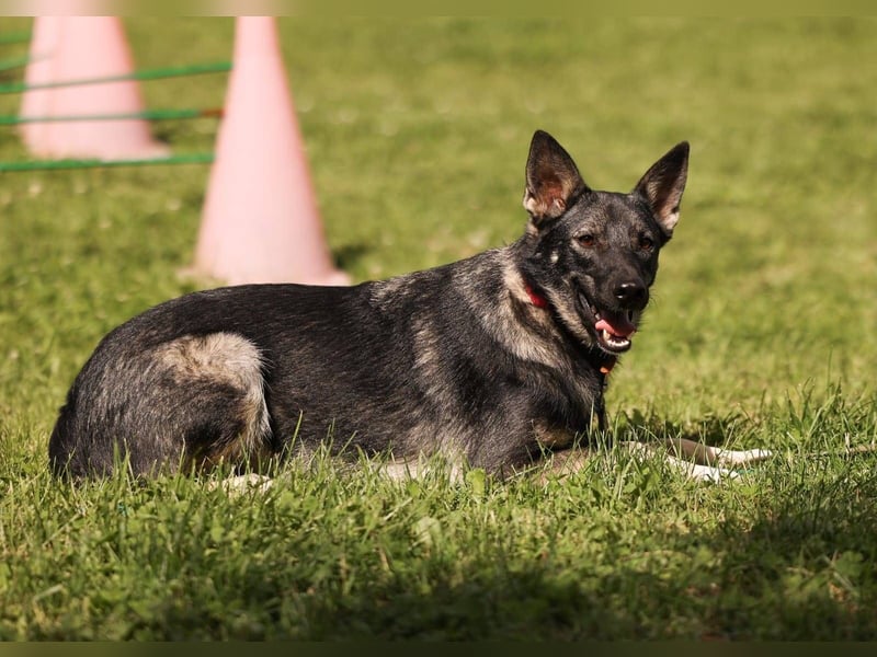 VARJA *geb. 03/2024 - eine liebevolle Hündin auf der Suche nach Geborgenheit