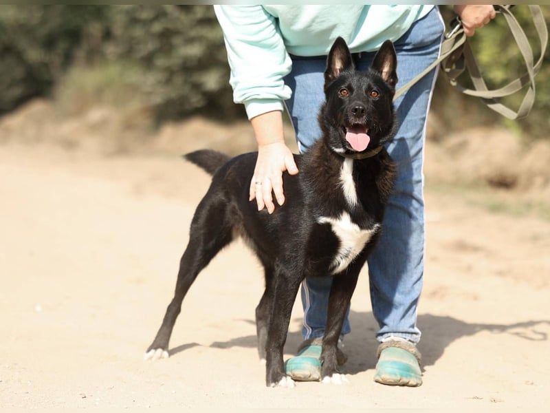 Nika *geb. 02/2024 – Ein Herz auf vier Pfoten sucht ihr Zuhause