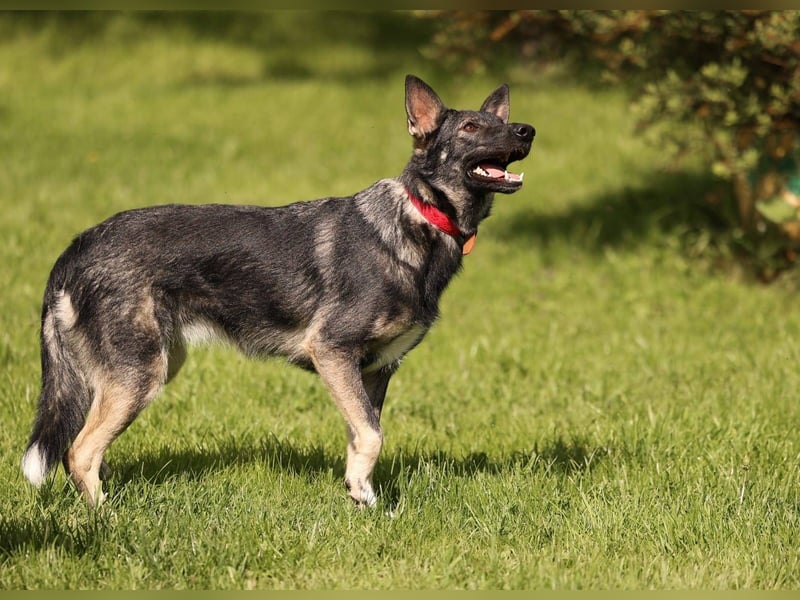 VARJA *geb. 03/2024 - eine liebevolle Hündin auf der Suche nach Geborgenheit