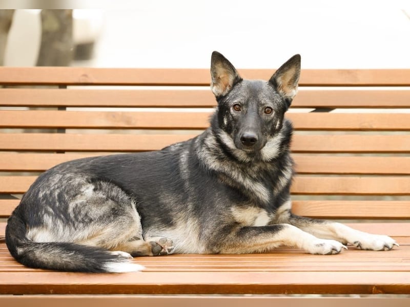 VARJA *geb. 03/2024 - eine liebevolle Hündin auf der Suche nach Geborgenheit