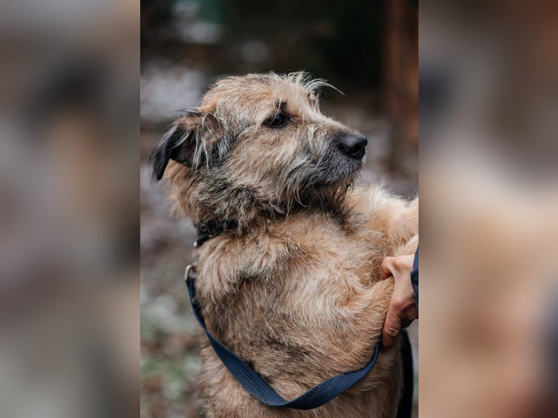 RONI *geb. 01/2023 - aktiver Gefährte mit Herz und Mut sucht sein Zuhause