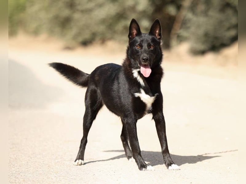 Nika *geb. 02/2024 – Ein Herz auf vier Pfoten sucht ihr Zuhause