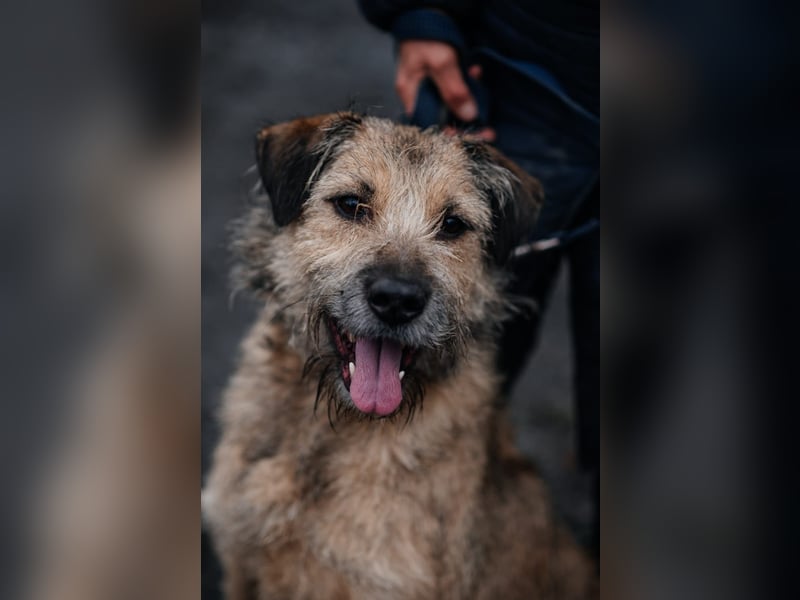 RONI *geb. 01/2023 - aktiver Gefährte mit Herz und Mut sucht sein Zuhause