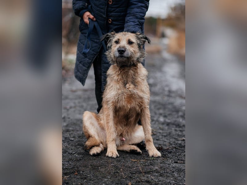 RONI *geb. 01/2023 - aktiver Gefährte mit Herz und Mut sucht sein Zuhause