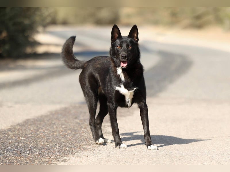 Nika *geb. 02/2024 – Ein Herz auf vier Pfoten sucht ihr Zuhause