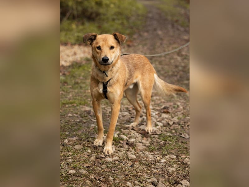 EMIL *geb. 09/2024 - kleine Seele ist bereit für ihr eigenes Körbchen