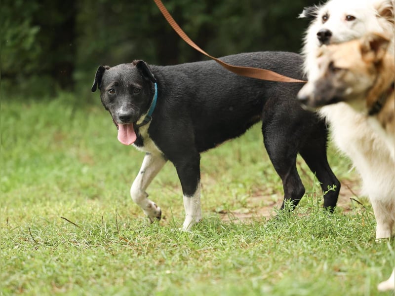 Gala, geb. 08/2023 – die perfekte Familienhündin!
