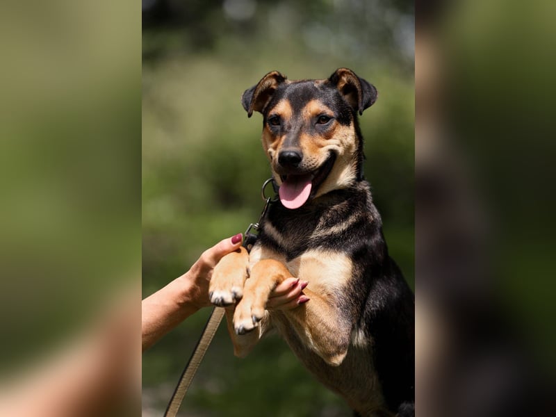 BOSCO *geb. 09/2024 - kleine Seele ist bereit für ihr eigenes Körbchen
