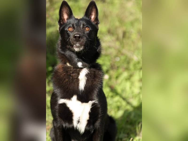 Nika *geb. 02/2024 – Ein Herz auf vier Pfoten sucht ihr Zuhause