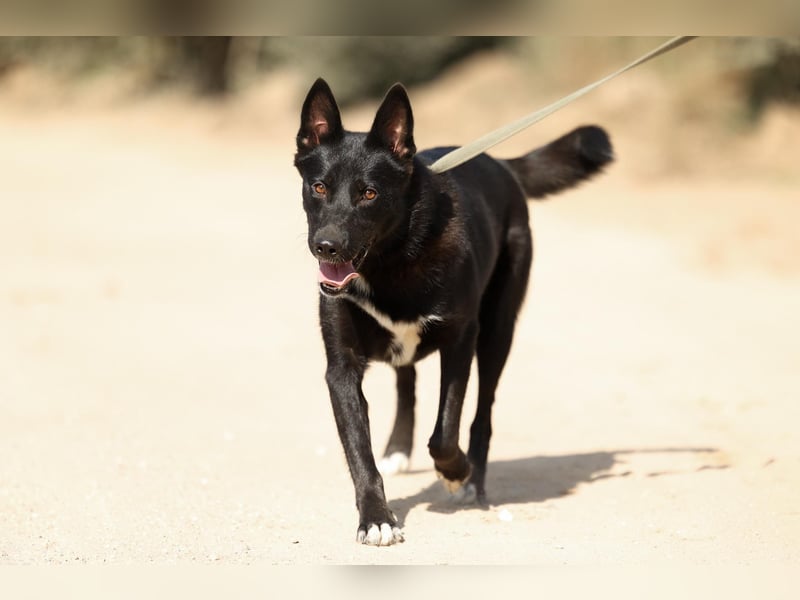 Nika *geb. 02/2024 – Ein Herz auf vier Pfoten sucht ihr Zuhause