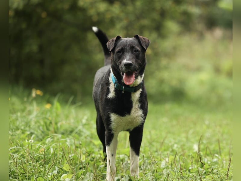 Gala, geb. 08/2023 – die perfekte Familienhündin!