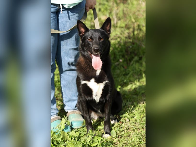 Nika *geb. 02/2024 – Ein Herz auf vier Pfoten sucht ihr Zuhause