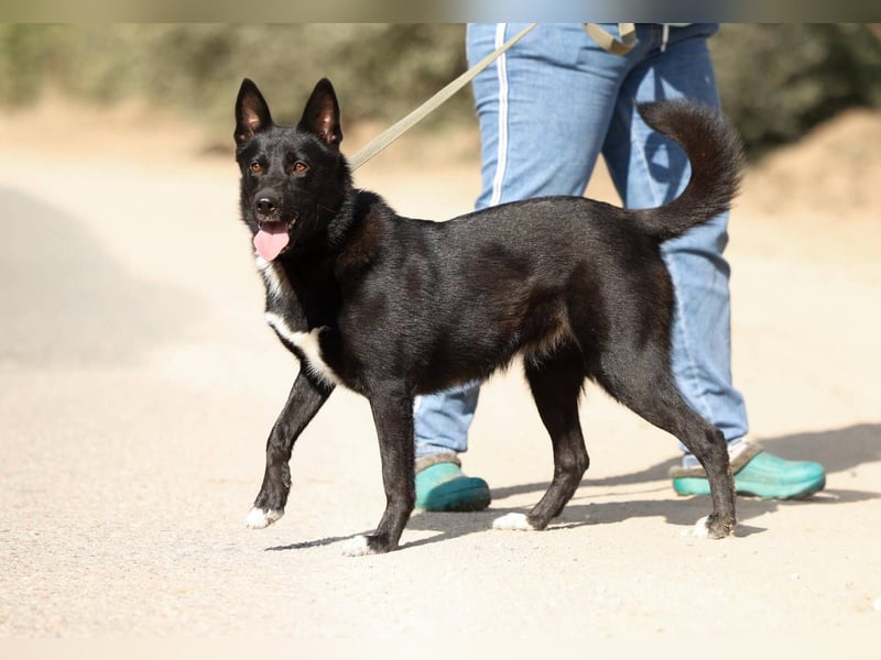 Nika *geb. 02/2024 – Ein Herz auf vier Pfoten sucht ihr Zuhause