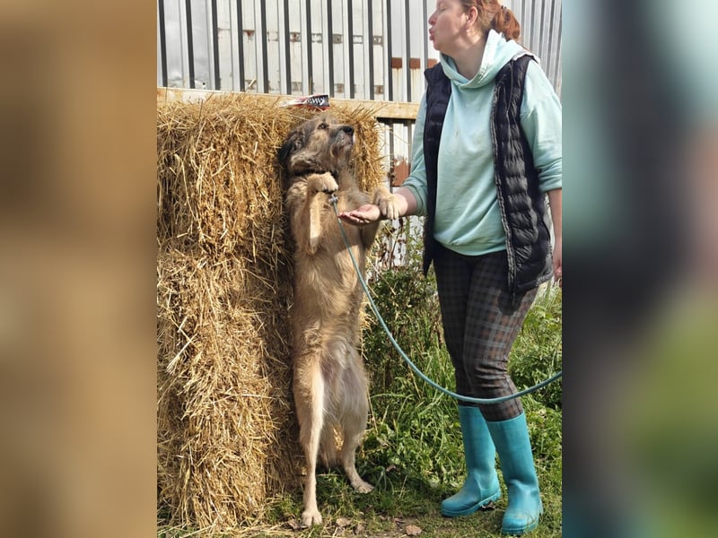 RONI *geb. 01/2023 - aktiver Gefährte mit Herz und Mut sucht sein Zuhause