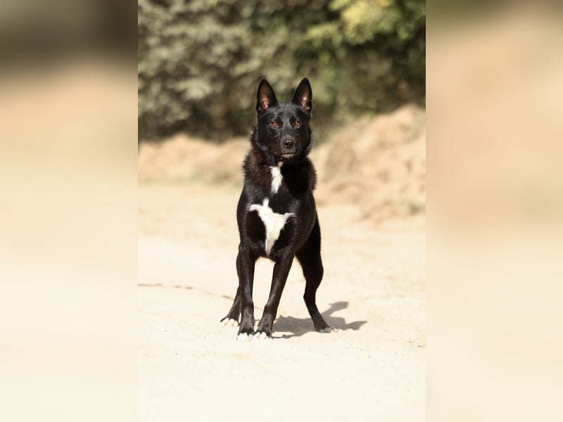 Nika *geb. 02/2024 – Ein Herz auf vier Pfoten sucht ihr Zuhause