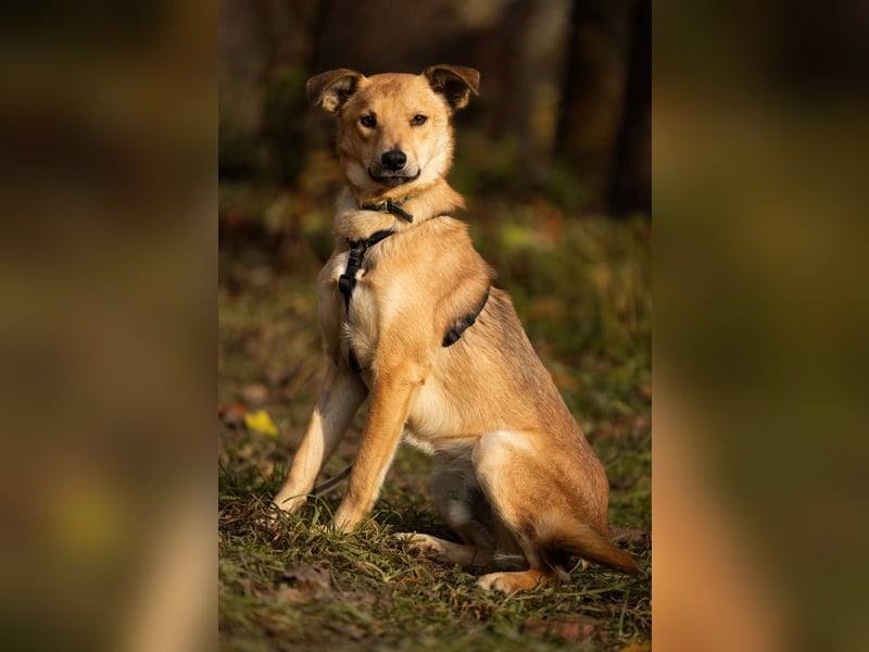 EMIL *geb. 09/2024 - kleine Seele ist bereit für ihr eigenes Körbchen