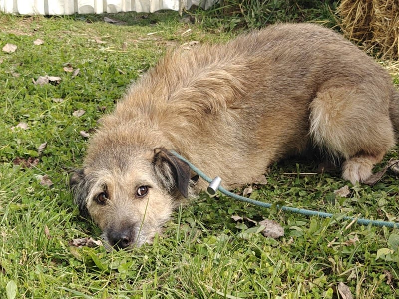 RONI *geb. 01/2023 - aktiver Gefährte mit Herz und Mut sucht sein Zuhause