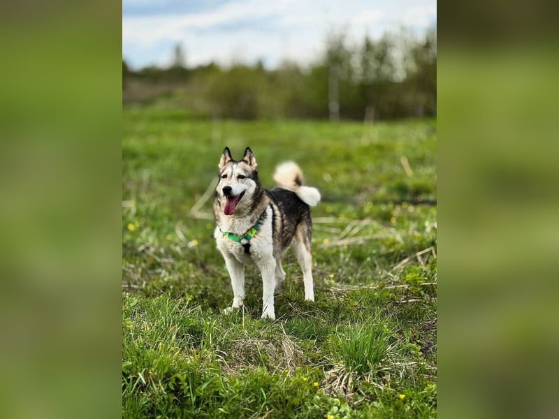 Savanna, geb. 06/2021 -Von der Straße ins Glück - wer schenkt ihr ein Zuhause?